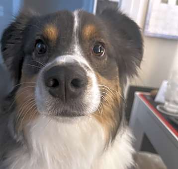 Photo of Beau