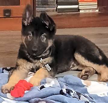 Photo of Rascal