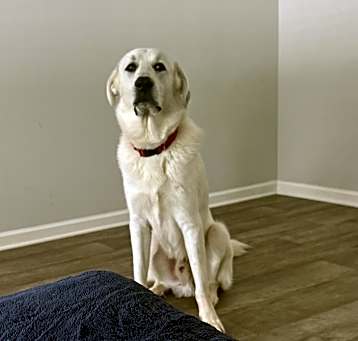 Photo of Marley Ashe