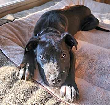 Photo of Lucky