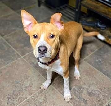 Photo of Astro