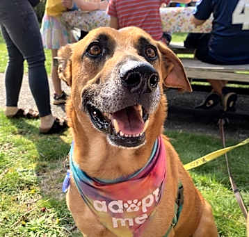 Photo of George - AVAILABLE