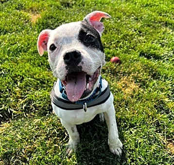 Photo of Poppy