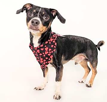 Photo of Disco