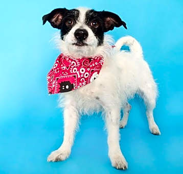 Photo of Bandit