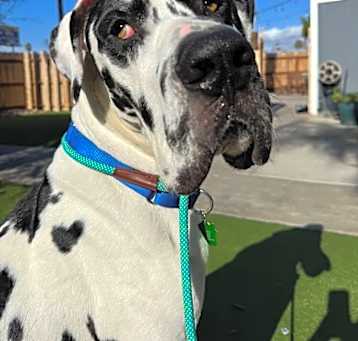 Photo of Moo 2