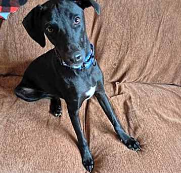 Photo of Sherlock