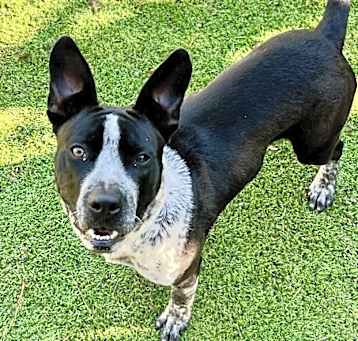 Photo of Odie