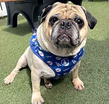 Photo of Dennis *bonded to Mac* / Mac *bonded to Dennis*