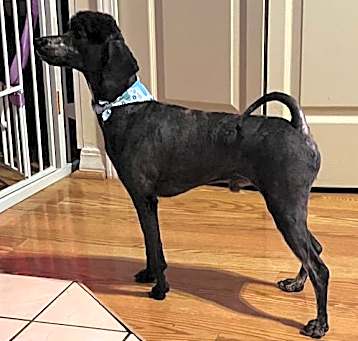 Photo of Spot