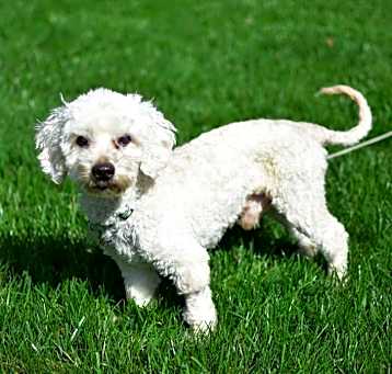 Photo of Bungo