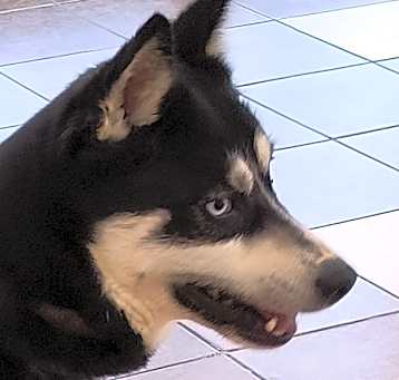 Photo of Gunny/Maui