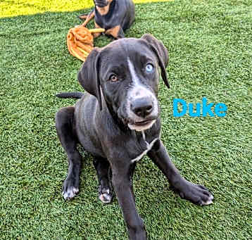 Photo of Duke