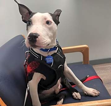 Photo of Rocco