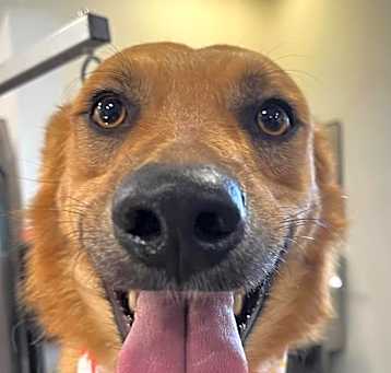Photo of Archie
