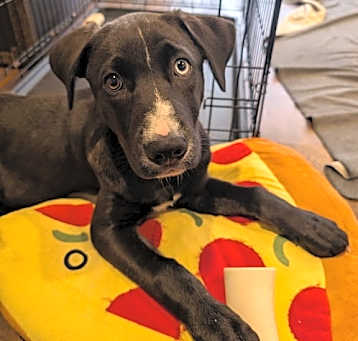 Photo of Dahlia