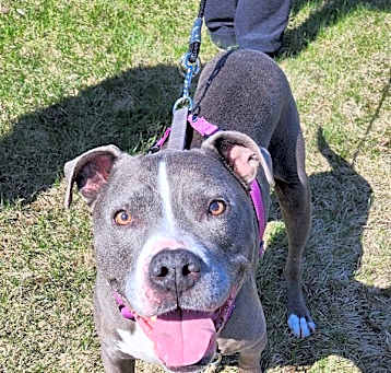 Photo of Atlas