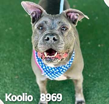 Photo of KOOLIO
