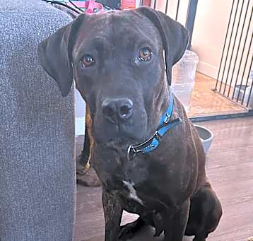 Photo of Luna