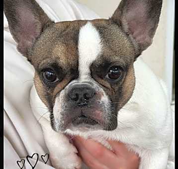 Photo of Dolce