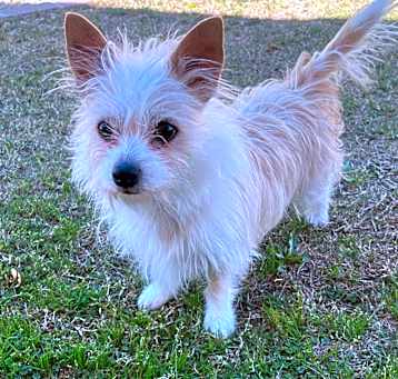 Photo of Peanut