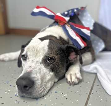 Photo of SONNIE - $0 Adoption Fee!