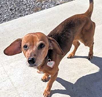 Photo of Rebel in TN