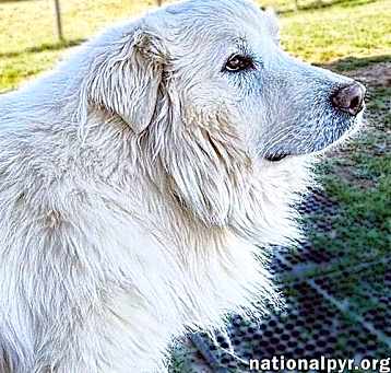 Photo of Snow Bear in VA - Enjoys Ear Rubs & Sunbathing!