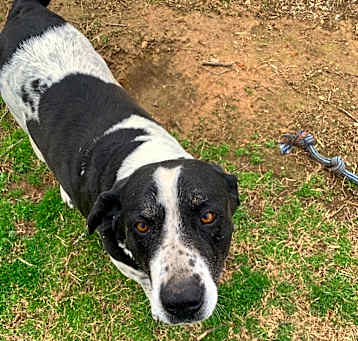 Photo of Laker(Gracie)