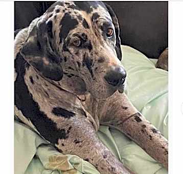 Photo of Honey