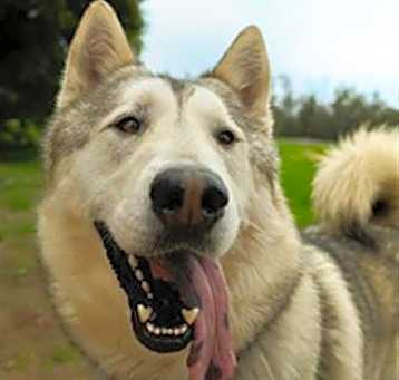 Photo of BALTO