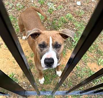 Photo of Petunia