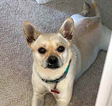 Photo of Mochi
