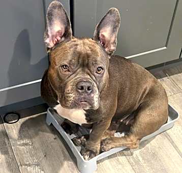 Photo of Honey
