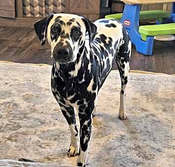 Photo of Piper
