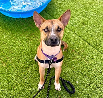 Photo of Rocket