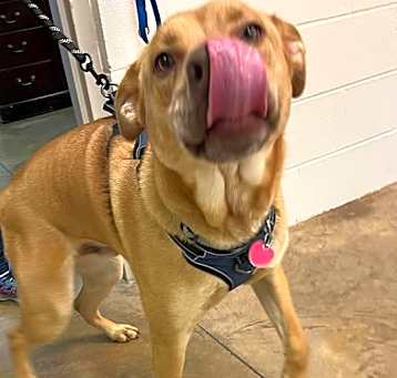 Photo of 240522K205 -Archie