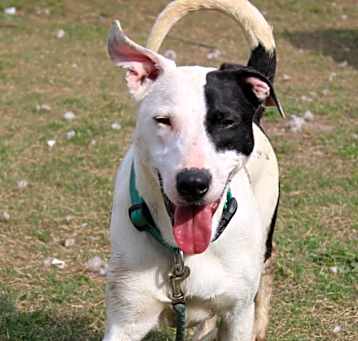 Photo of Daisy