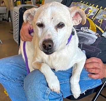 Photo of Mutt
