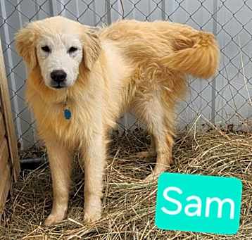 Photo of Sam