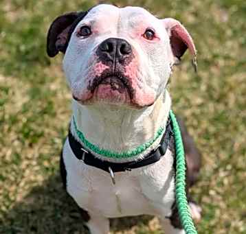 Photo of Kibitz (foster)