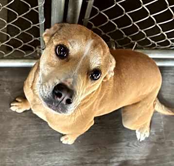 Photo of Cookie