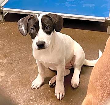 Photo of Spot