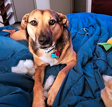 Photo of Buster