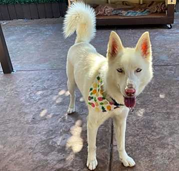 Photo of Nala