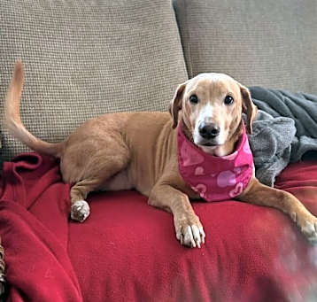 Photo of Max Pig