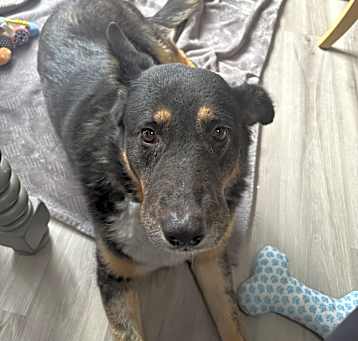 Photo of Nala