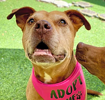 Photo of Brownie