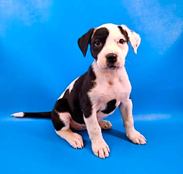 Photo of Emerald