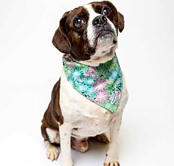 Photo of Toshy
